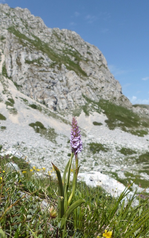 er Terminillo: la Nigritella widderi e altre orchidee sulla montagna di Roma.